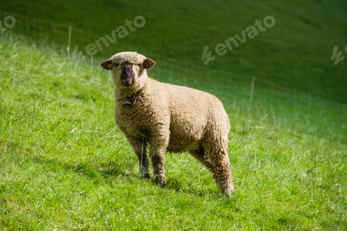 Preview: A sheep in a meadow. Swiss sheep. Agriculture in Switzerland. Domestic animals in the pasture.