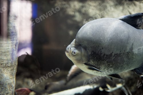 Preview: Closeup shot of fish underwater with a blurred background