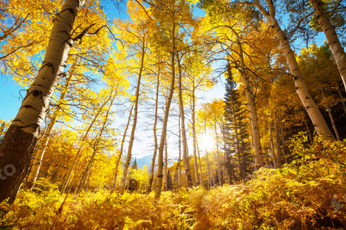 Autumn forest
