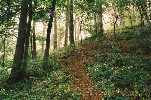 Preview: Footpath up the hill in the woods