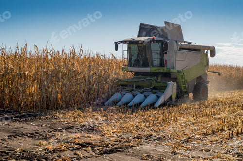 Preview: harvester harvests in a corn field in autumn time