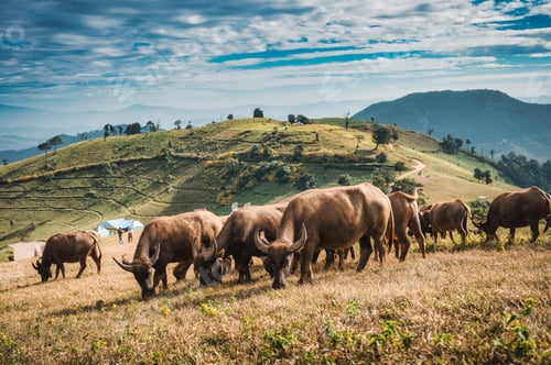 Preview: Herd of Thai water buffalo eating grass on pasture hillside in countryside
