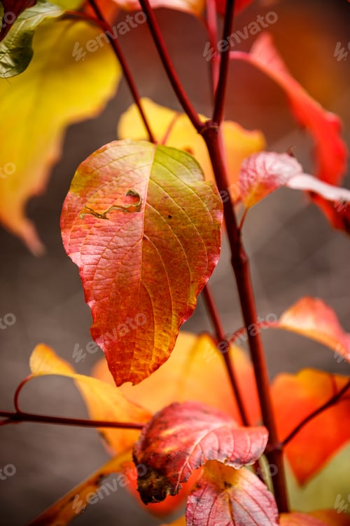 Preview: Red and yellow autumn leaves.