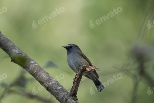 Preview: Small bird perched on a branch against a green backdrop.
