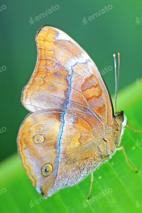 Preview: Brown butterfly is on green leaf.