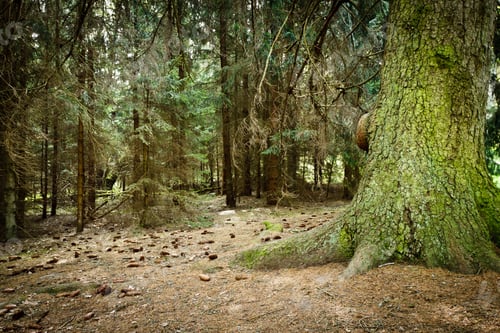 Preview: Misty old forest with cone on the ground