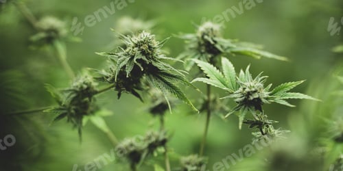 Preview: marijuana or ganja plant leaf growth in farm, agriculture crop background of marijuana