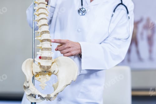 Preview: Physiotherapist examining a spine model