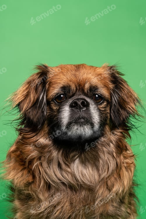 Preview: Little dog sitting in studio