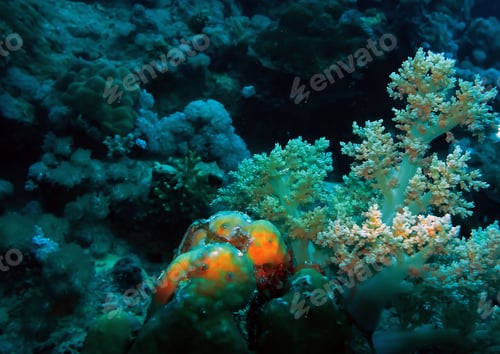 Preview: Scuba diving, underwater photography. Colorful underwater coral reef scene