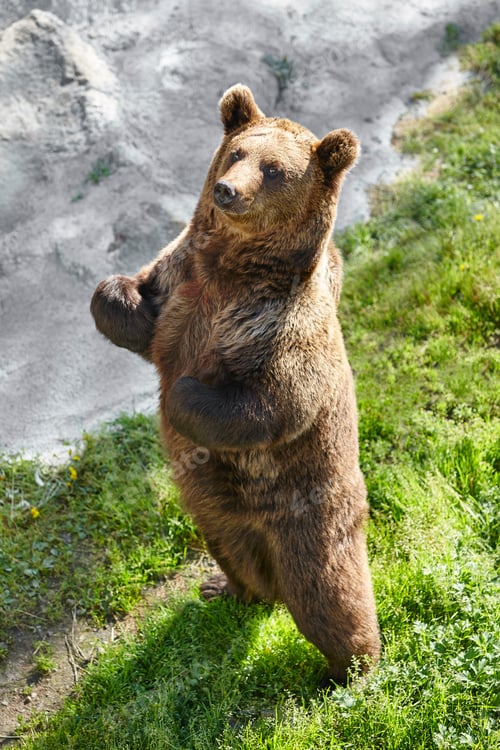 Preview: Brown bear standing on the ground. Wildlife environment. Animal background
