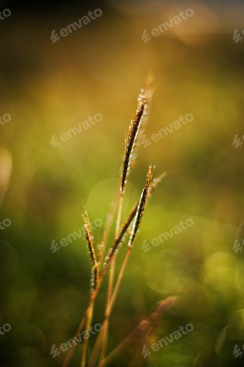 Preview: Close up view of nature in morning light moment