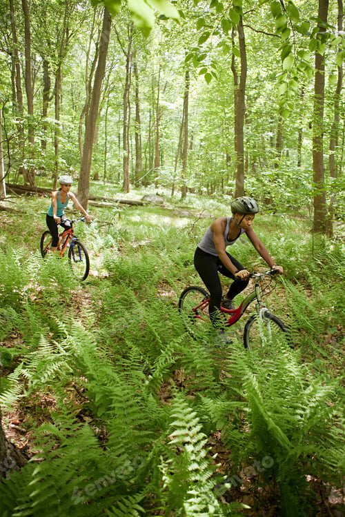 Preview: Two cyclists enjoying a ride through a lush green forest.