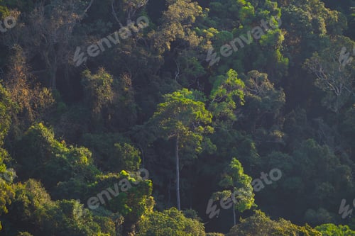 Preview: landscape view of dry tropical evergreen forest