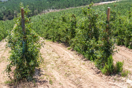 Preview: View over agricultural land with apple plantation royal gala on a sunny summer day