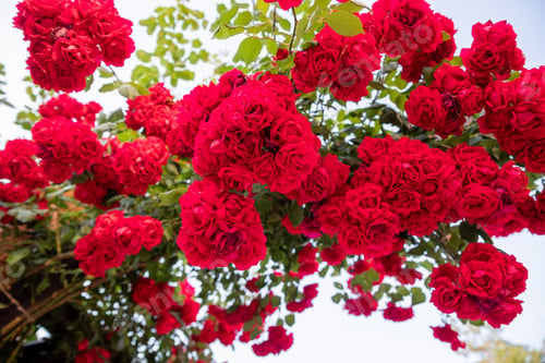 Preview: Climbing rose flowers over vintage open gate in german street. Beautiful summer roses blooms in old