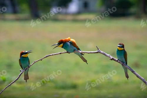 Preview: European bee eater, Merops apiaster. Common bee-eater. Close-up