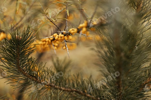 Preview: Beautiful sea buckthorn yellow berries on tree branches in autumn garden. Soft focus. Hippophae tree