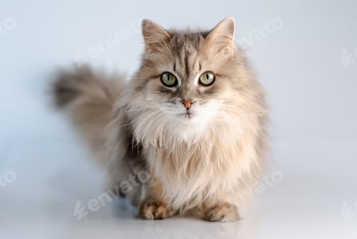 Preview: Cute domestic cat