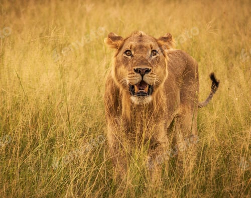Preview: A Scenic Botswana Wildlife pictures