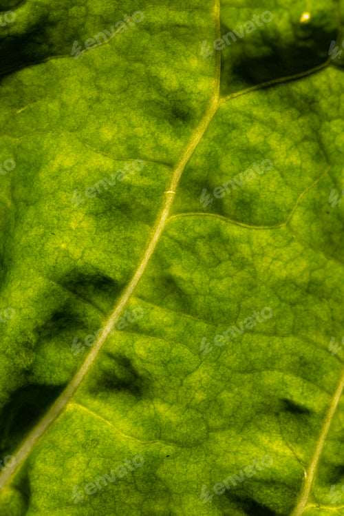Preview: Micro close up of green leaf and copy space