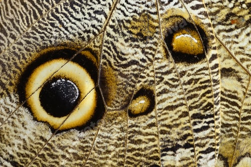 Preview: Owl butterfly wing detail with huge eyespots, which resemble owls' eyes
