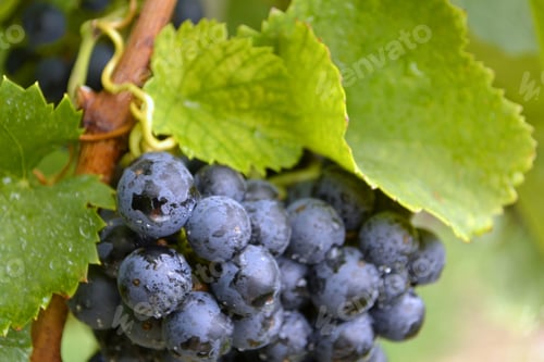 Preview: Cluster of lush, ripe grapes covered in dew or rain in a vineyard