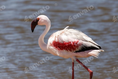Preview: Flamingo - Namibia