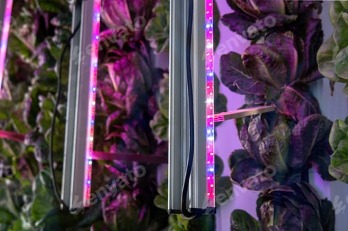 Preview: Hydroponic lettuce grown in stacked tower level pots and with rows of LED grow lights