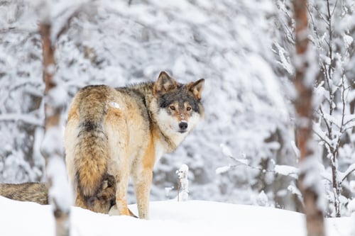 Preview: Focused wolf in pack looking backward in cold winter forest