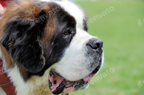 Preview: St. Bernard dog portrait