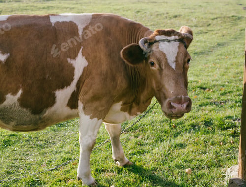 Preview: happy cow in the meadow at sunset
