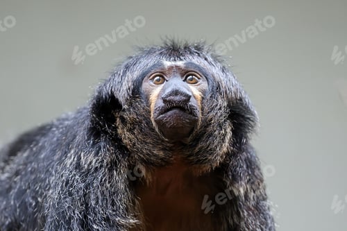 Preview: A portrait of a female white faced saki (Pithecia pithecia)