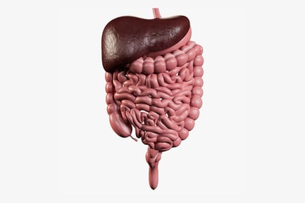 Preview: Complete Human Digestive System Anatomy