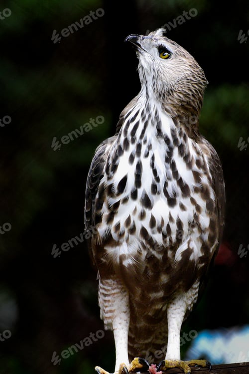Preview: Close up of The Changeable Hawk Eagle