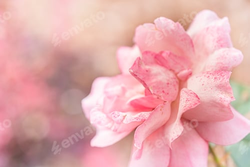 Preview: Rose flower background