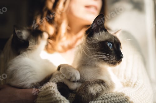 Preview: Portrait woman with Siamese cats
