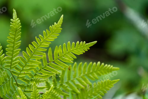 Preview: Green fern in summer