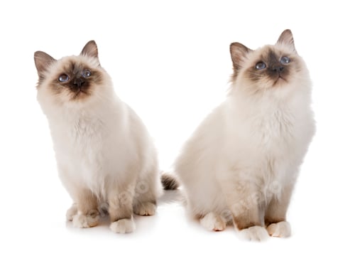 Preview: birman kitten in studio