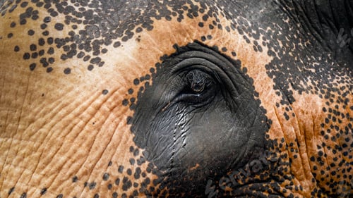 Preview: Closeup image of indina elephant crying. Tears falling from animal eyes