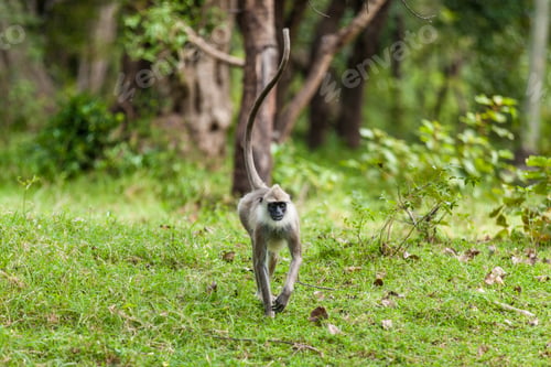 Preview: monkey on the green grass.