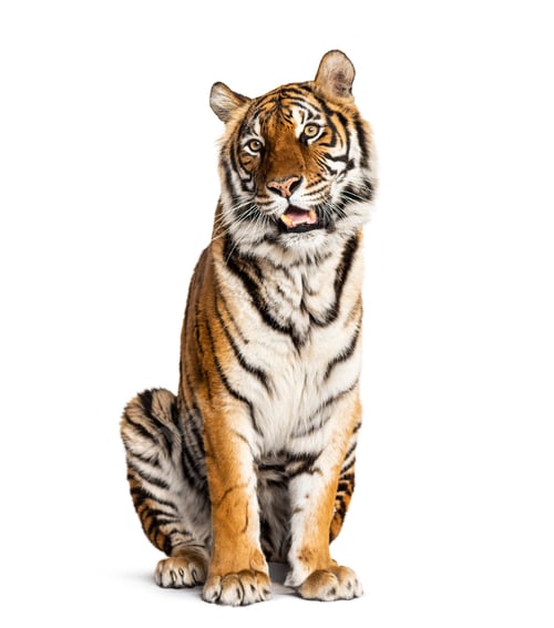 Preview: Tiger isolated