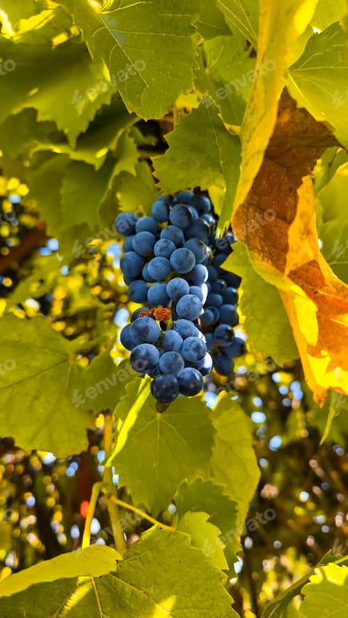 Preview: Dark grapes on a summer cottage. Harvesting. Wine making.