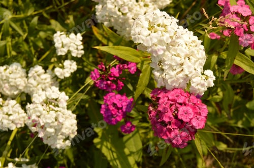 Preview: Turkish flower Carnation on a blurred background of green leaves growing in the garden