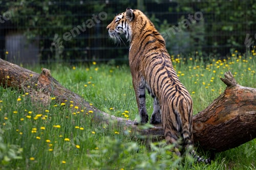 Preview: Majestic Siberian tiger on a log in a zoo