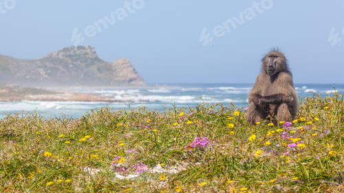 Preview: Chacma Baboon near the Cape of Good Hope