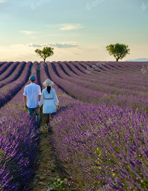 Preview: Provence, Lavender field France, Valensole field of Lavender Southern France. Couple on vacation