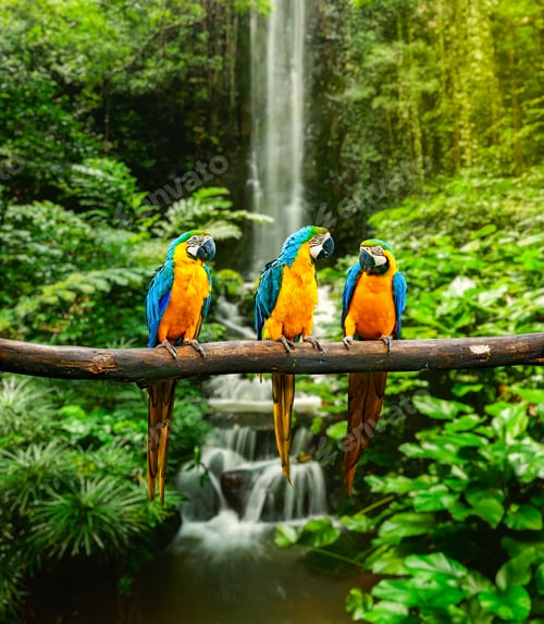 Preview: Blue-and-Yellow Macaw