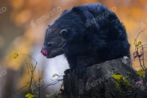 Preview: Binturong on Tree Stump with Autumn Background
