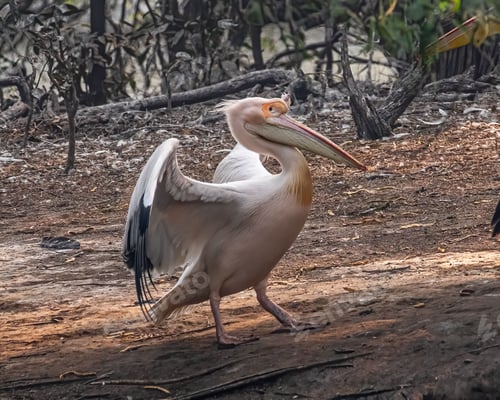 Preview: Majestic pink Pelican (Pelecanus onocrotalus) in a lush, green forest